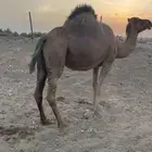 لقحه حمراء دهما للبيع الحد 6500