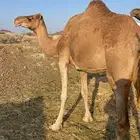 لقحه حمراء لها 10 شهور الحد 6200