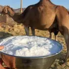 خلفاء حمراء منيحه الحد 13500