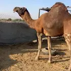 فحل حمر كفو للبيع