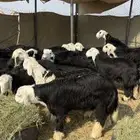 طليان نجد فاخره للبيع تم البيع