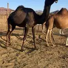 بكره مجهم كفو للبيع