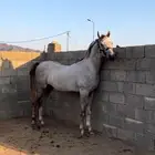خيل عربي واهو