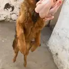 كلب جيرمن شولاين نشيط جدا  جدا