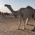 عشرا