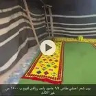 بيت شعر اصلي عامود واحد رواقين للبيع من غير اثاث