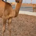 قعود كفو للبيع