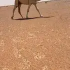 قعود