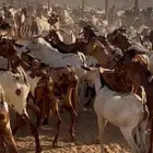 تيوس جبره 780