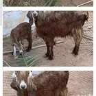 عنز مفقودة