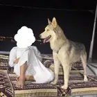 كلب هاسكي اليف جدااا ولعوبب