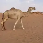 لقحه حمرا