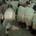 ذبايح بريه عبر تابي