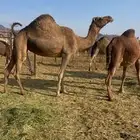 لقحات 2حمر طيبات الحد من 5600