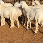 طليان حريات
