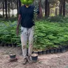 تمر حنا شتلات