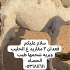 قعدان
