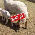 ثنيه تحتها طلي