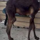 حشوان للبيع