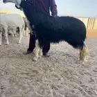 ثنيه خصم