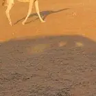 ناقة للبيع ضروبه