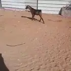 أثنين تيوس منادي او فحول