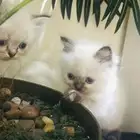 قطط هملايا بيوور