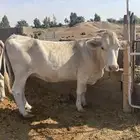 بقرة المانية