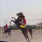 حصان ورق