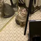 قطه للتبني ام وبنتها