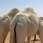 قعدان للبيع