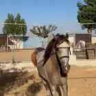 حصان
