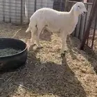رغبه