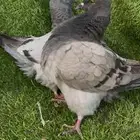 طبه فرش