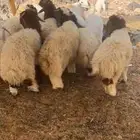 مواشي هرفي نعيمي   تيوس