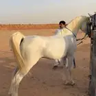 حصان واهو البيع شعبي