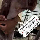 رخال صنف