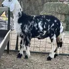 رخل نجدية مغلقه شحم