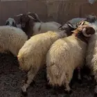 خرفان نعيم للبيع