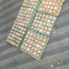 بيض مخصب فرنسي احمر