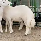 ذبايح حري وسواكني وتيوس حنيذ ومندي وعربي وكابلي وذبح وتوصيل