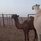 بكره باتليه مزاين