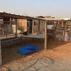 شبك للايجار شرق الرياض