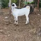 عنز بيشيه فاخره ) العمر 7 شهور