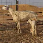 ثنية حري متبع صنف الصنف