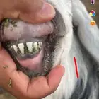 للبيع معزا عوارض