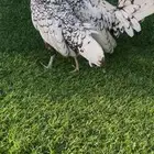 سبرايت شبابي