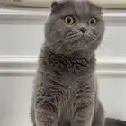 قطط سكوتش بلو تربل