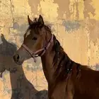 مهر واهو ابن حديدي الشقب