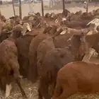 طليان سواكني 100 راس حمري